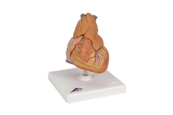 klasyczny model serca człowieka z grasicą, 3 części - 3b smart anatomy - 1000265 [g08/1] 3b scientific modele anatomiczne 2